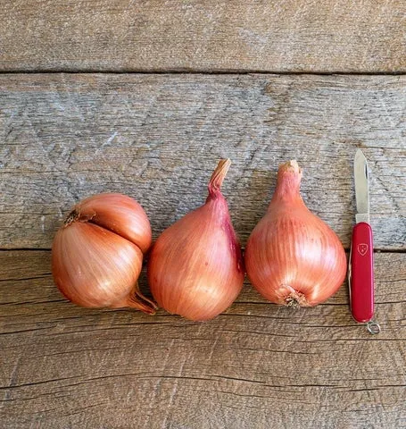 Onions — Shallots, Conservor F1 (coated) Organic