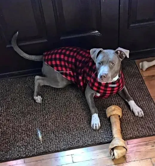 The Ultimate Plaid Warm Fleece Dog Sweater 3 LBS to 120 LBS