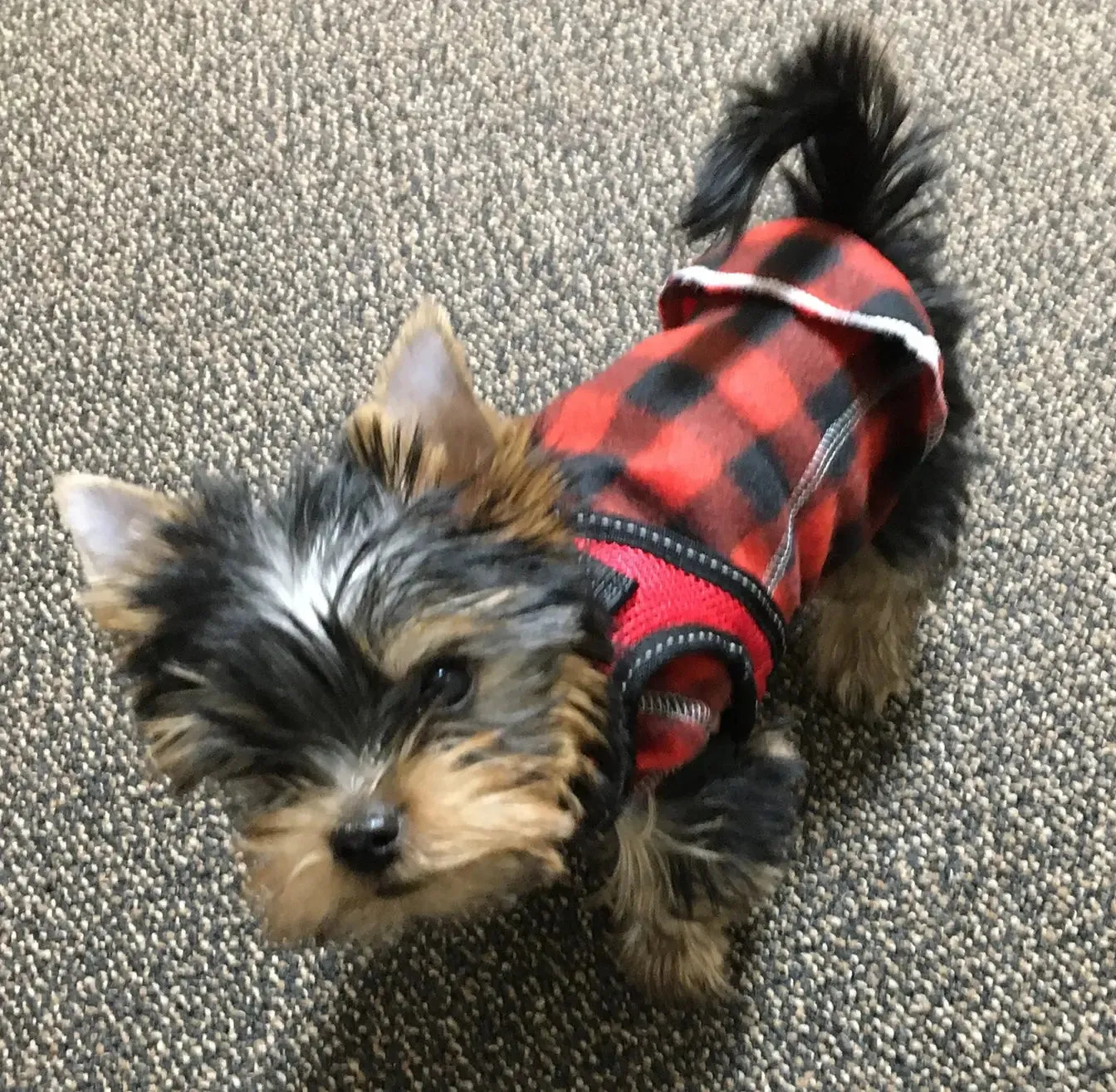 The Ultimate Plaid Warm Fleece Dog Sweater 3 LBS to 120 LBS