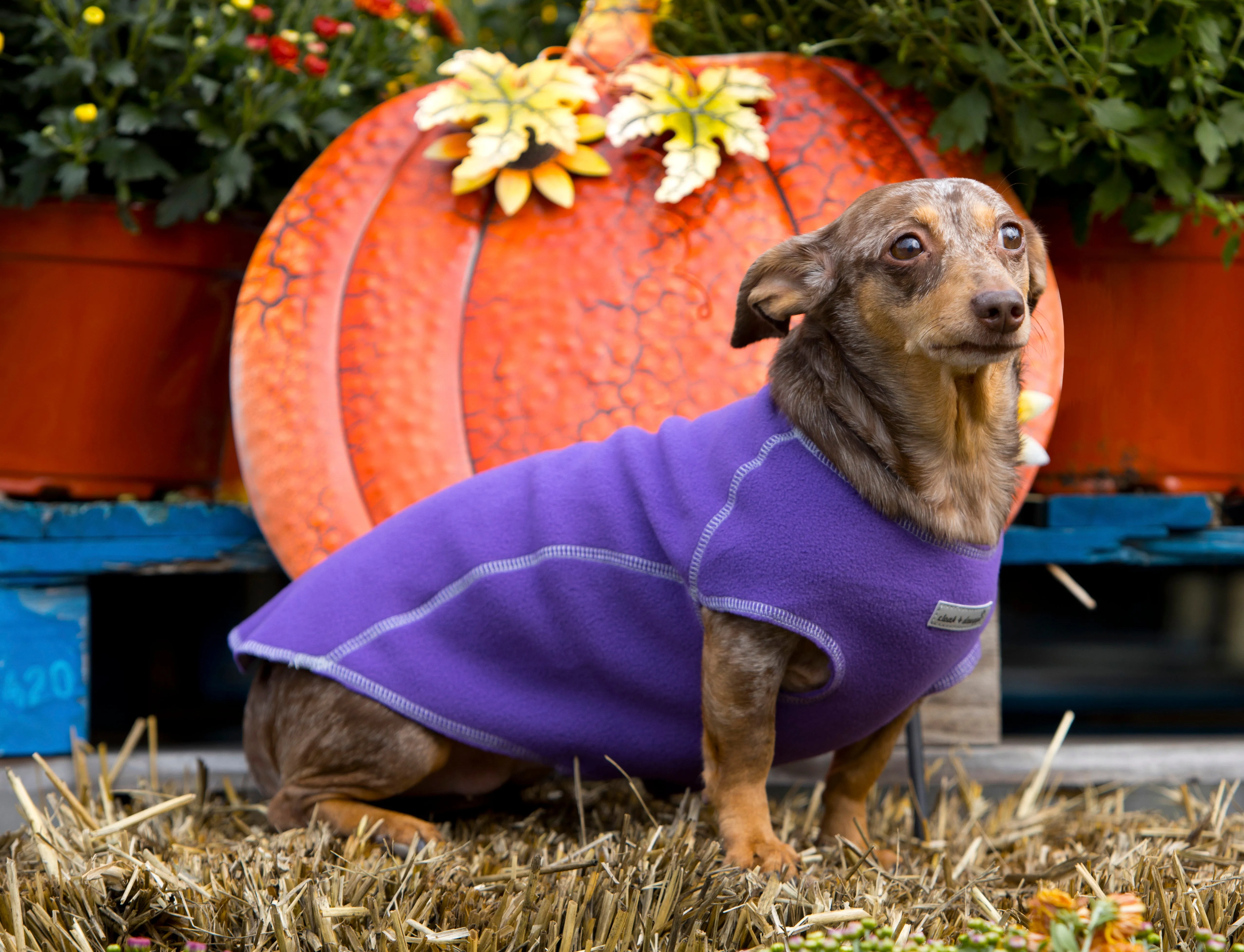 The Ultimate Warm Fleece Sweater for Dogs 3 LBS to 90 LBS